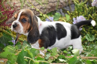Les chiots de Basset Hound