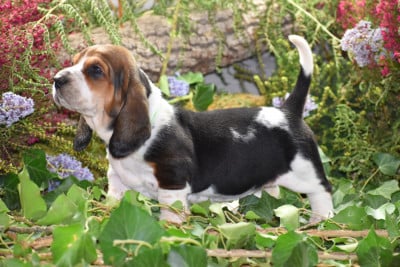 Les chiots de Basset Hound