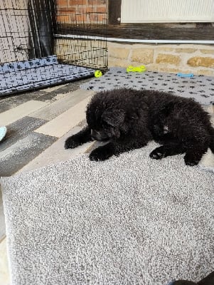 Les chiots de Berger Allemand Poil Long