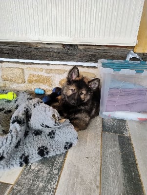 Les chiots de Berger Allemand Poil Long