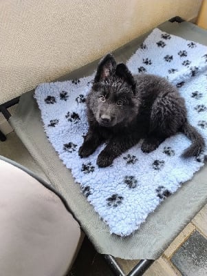 Les chiots de Berger Allemand Poil Long