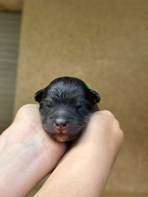 Les chiots de Chien finnois de Laponie