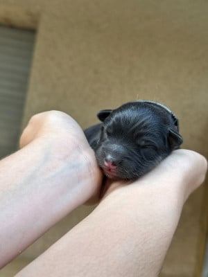 Les chiots de Chien finnois de Laponie