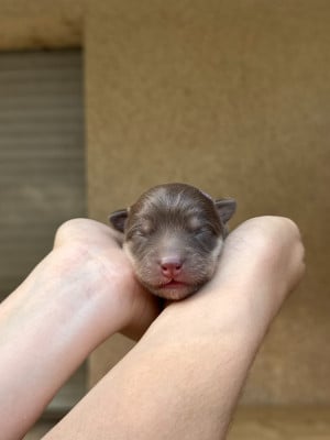 Les chiots de Chien finnois de Laponie