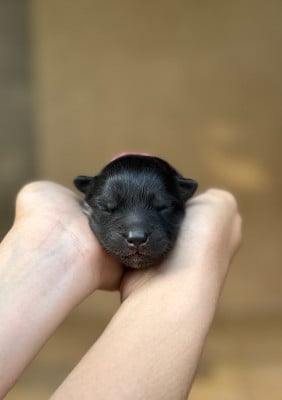 Les chiots de Chien finnois de Laponie