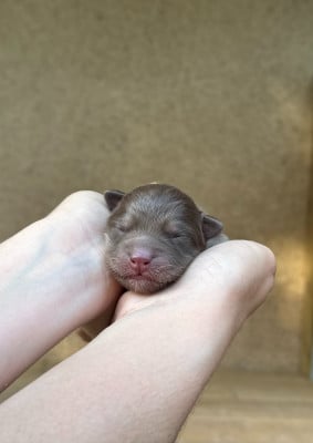 Les chiots de Chien finnois de Laponie