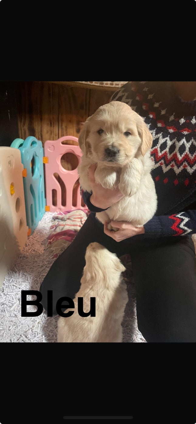 Mâle Bleu - Golden Retriever