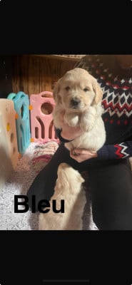 Les chiots de Golden Retriever