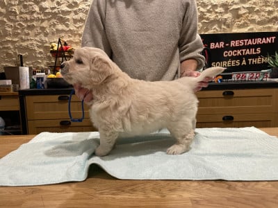 Les chiots de Golden Retriever