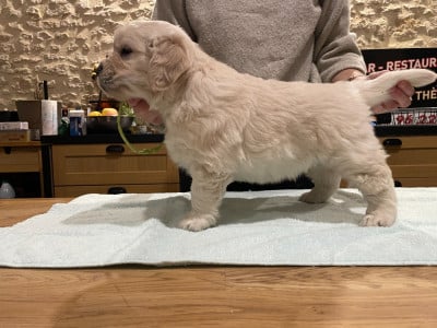 Les chiots de Golden Retriever