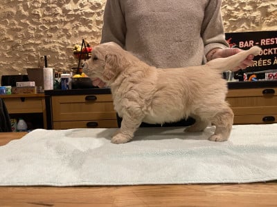 Les chiots de Golden Retriever