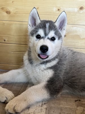 Les chiots de Siberian Husky