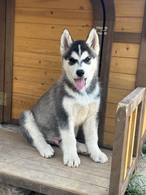 Les chiots de Siberian Husky