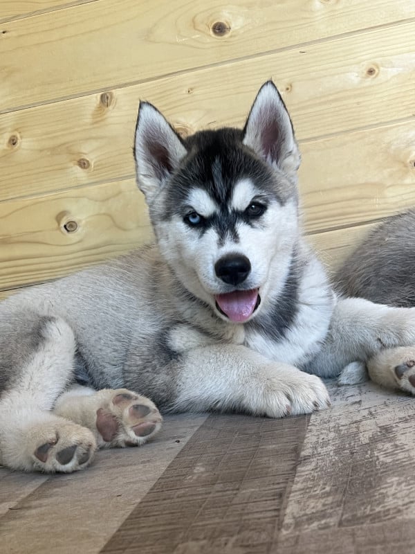 Siberian Husky - Of Seven?s Legacy