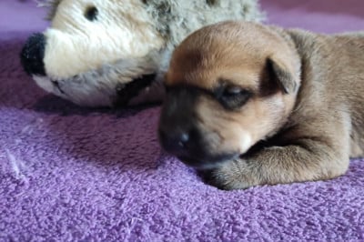 Les chiots de Irish Soft Coated Wheaten Terrier