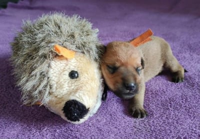 Les chiots de Irish Soft Coated Wheaten Terrier