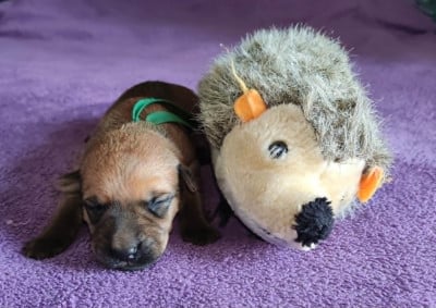 Les chiots de Irish Soft Coated Wheaten Terrier