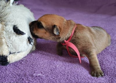 Les chiots de Irish Soft Coated Wheaten Terrier