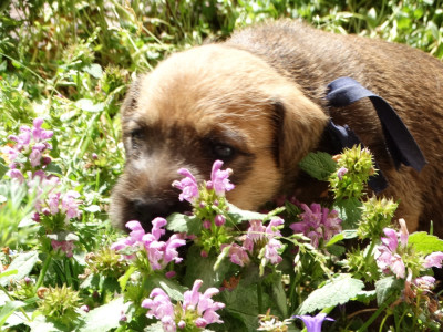 Les chiots de Irish Soft Coated Wheaten Terrier
