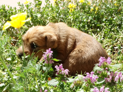 Les chiots de Irish Soft Coated Wheaten Terrier