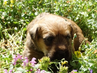 Les chiots de Irish Soft Coated Wheaten Terrier