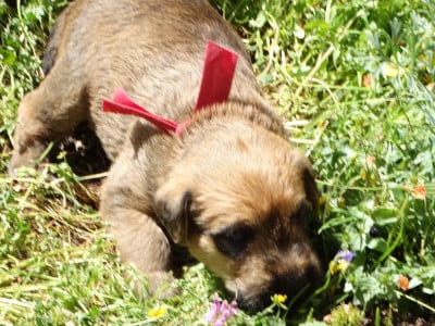 Les chiots de Irish Soft Coated Wheaten Terrier