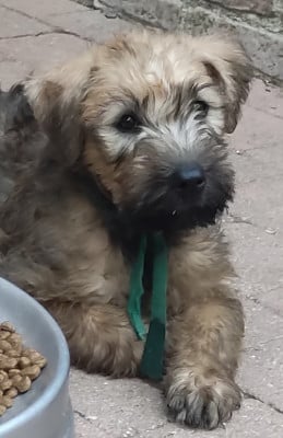 Les chiots de Irish Soft Coated Wheaten Terrier
