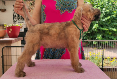 Les chiots de Irish Soft Coated Wheaten Terrier