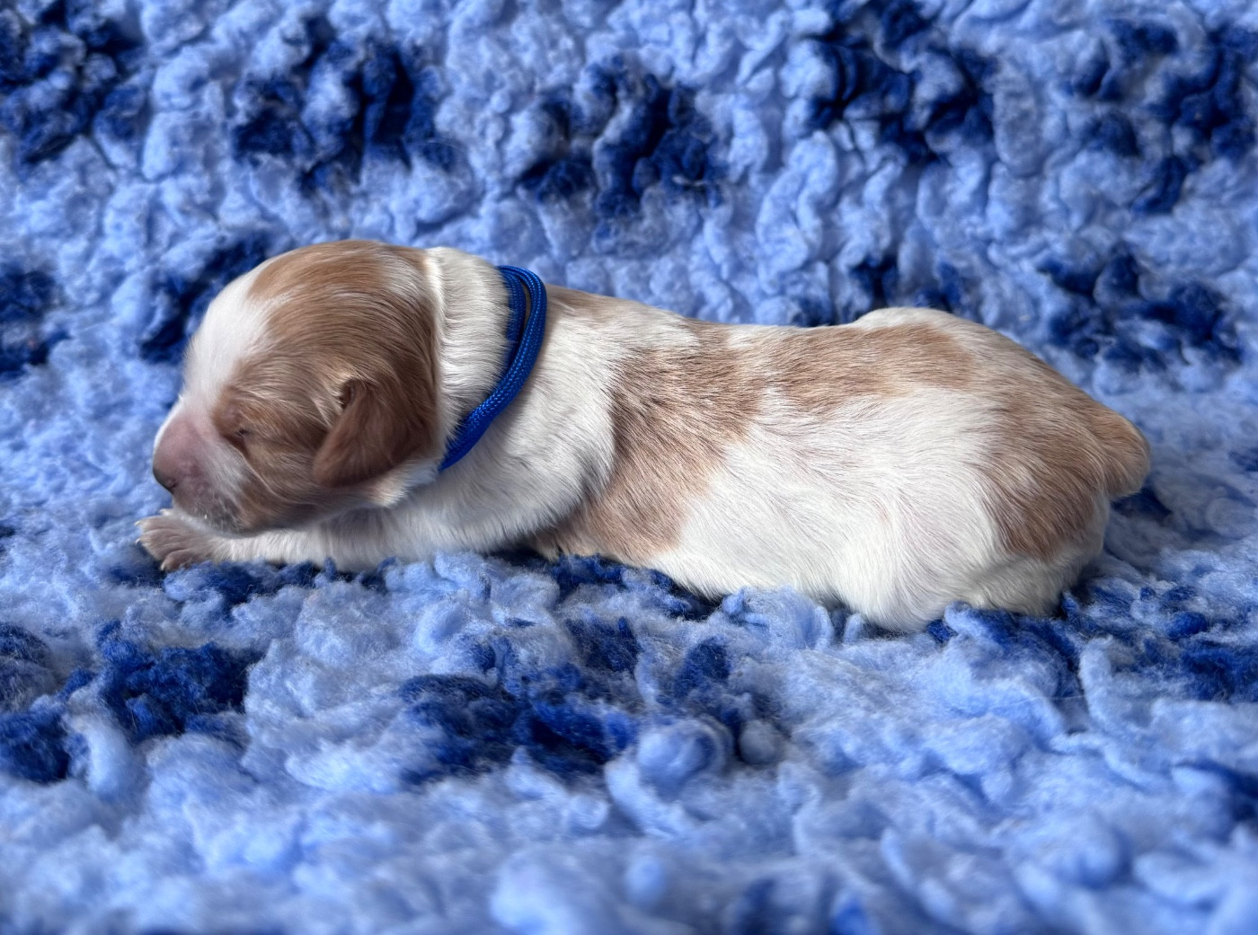 Bleu