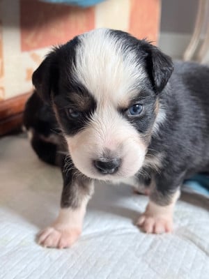 Les chiots de Berger Australien