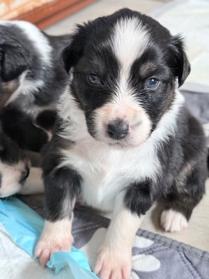 Les chiots de Berger Australien