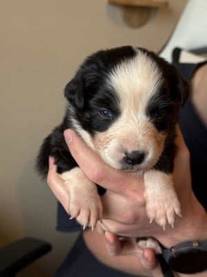 Les chiots de Berger Australien