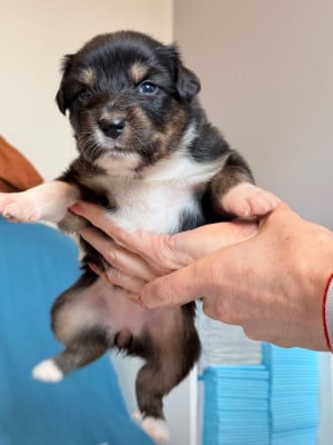 Les chiots de Berger Australien