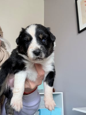 Les chiots de Berger Australien