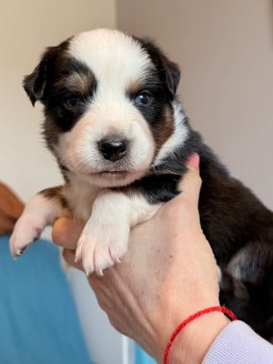 Les chiots de Berger Australien