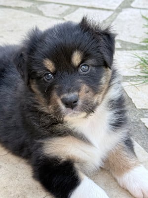 Les chiots de Berger Australien