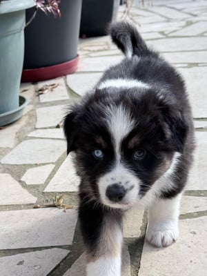 Les chiots de Berger Australien