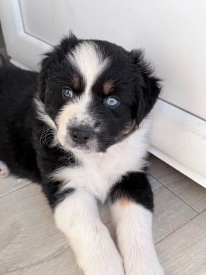 Les chiots de Berger Australien