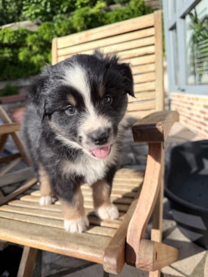 Les chiots de Berger Australien