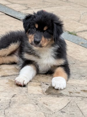 Les chiots de Berger Australien