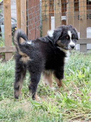 Les chiots de Berger Australien