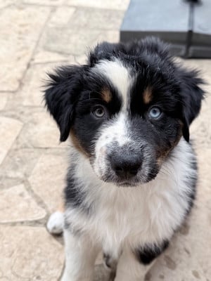 Les chiots de Berger Australien