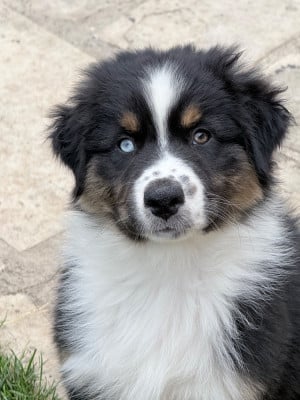 Les chiots de Berger Australien