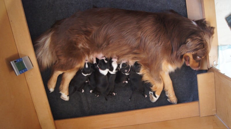 Berger Australien - Ombrelys