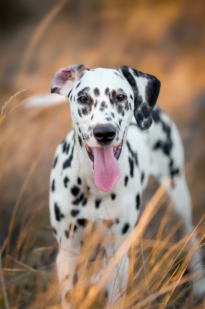 Valeureuse aria Du Bois Aux Chênes Béarnais