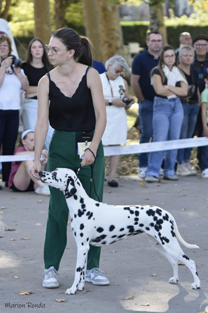 Valeureuse aria Du Bois Aux Chênes Béarnais