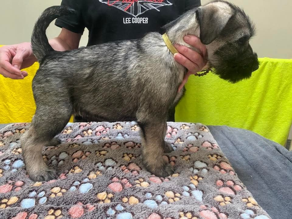 Atomic la bombe - Schnauzer