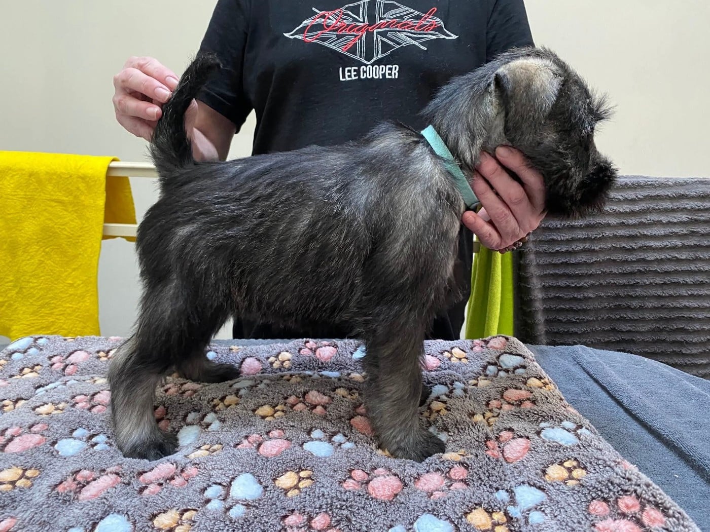 Alpine renault - Schnauzer