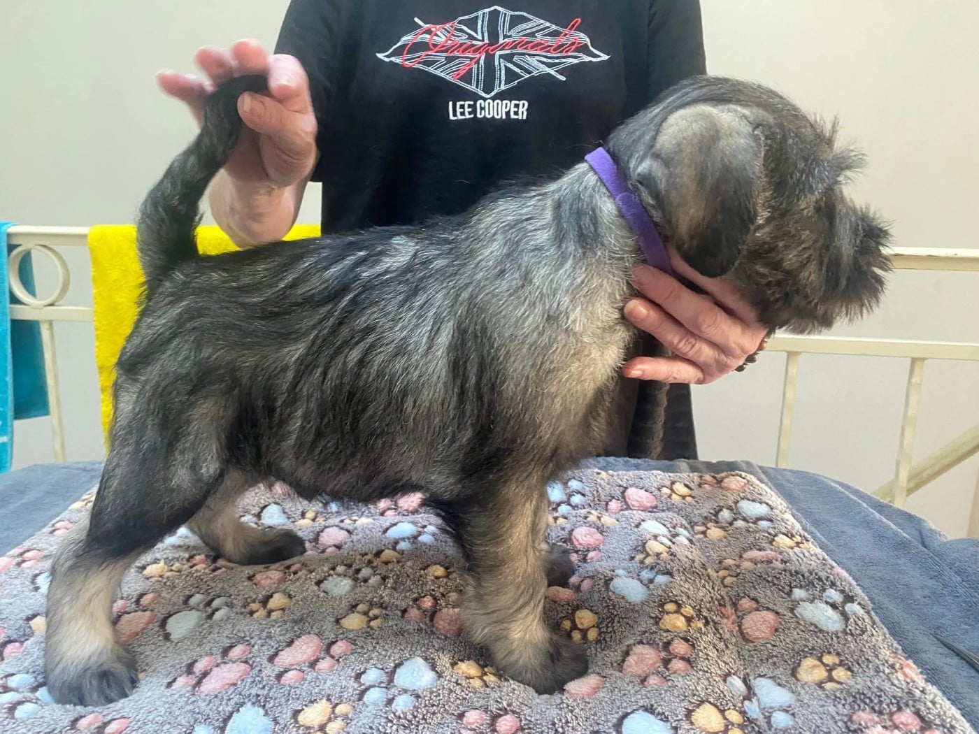 Aston Martin - Schnauzer