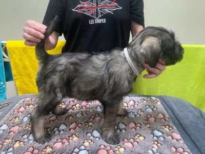 Les chiots de Schnauzer